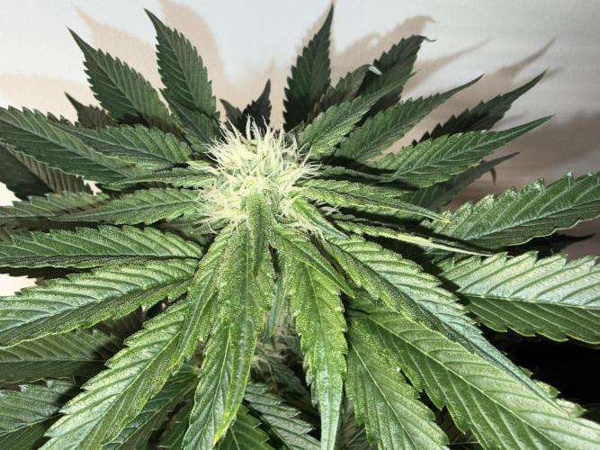 Můj první grow. Week 9 - Gorilla melon