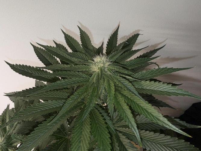 Můj první grow. Week 9 - Gorilla melon