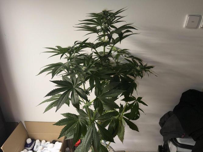 Můj první grow. Week 9 - Gorilla melon