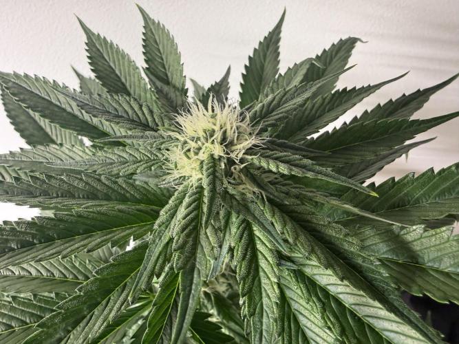 Můj první grow. Week 9 - Gorilla melon
