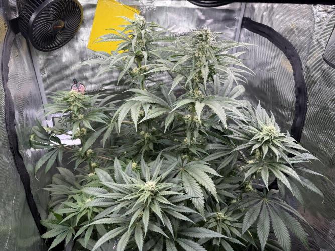 Můj první grow. Week 9 - Lemon mandarin