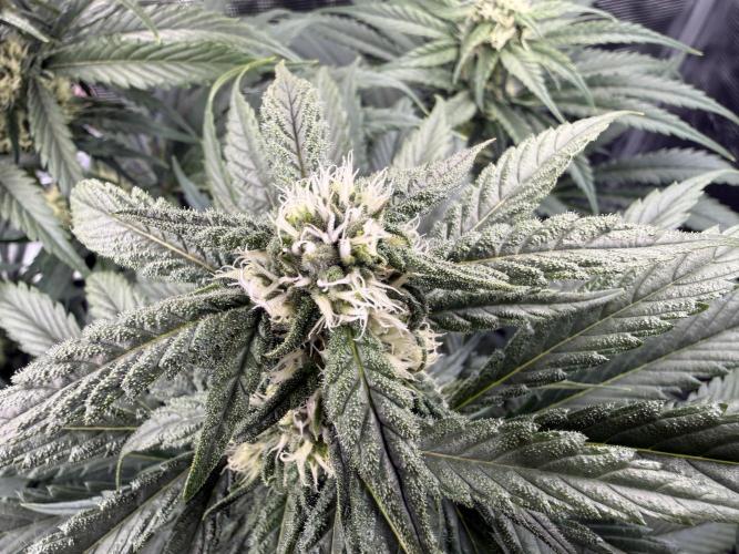 Můj první grow. Week 9 - Lemon mandarin