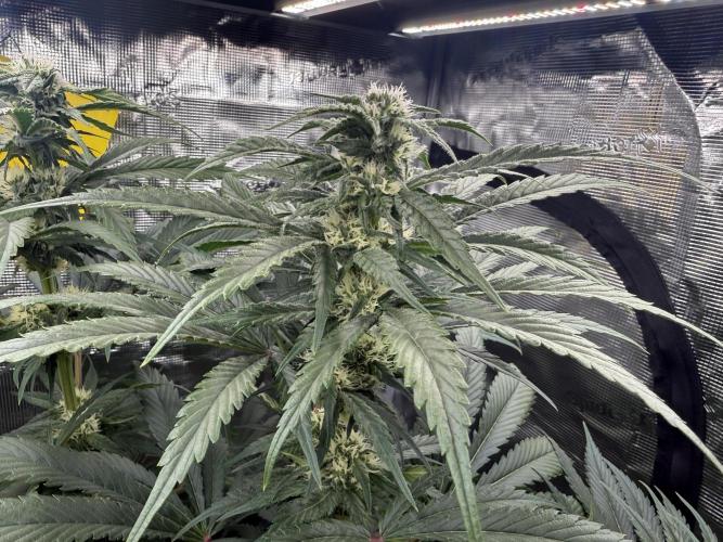 Můj první grow. Week 9 - Lemon mandarin