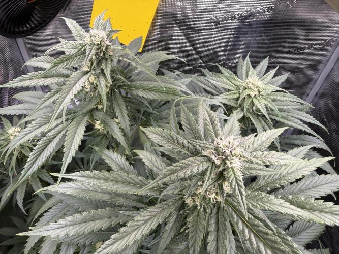 Můj první grow. Week 9 - Lemon mandarin