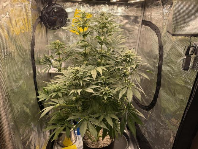 Můj první grow. Week 9 - Lemon mandarin