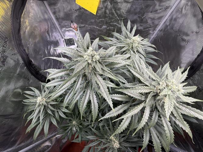Můj první grow. Week 10 - Lemon Mandarin