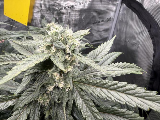 Můj první grow. Week 10 - Lemon Mandarin