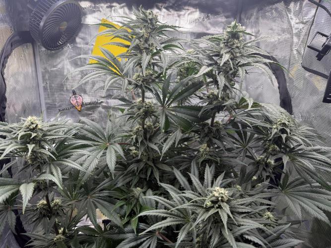 Můj první grow. Week 10 - Lemon Mandarin