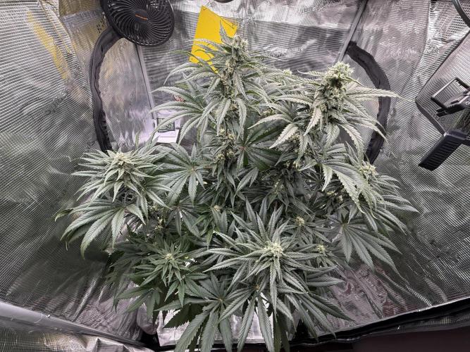 Můj první grow. Week 10 - Lemon Mandarin