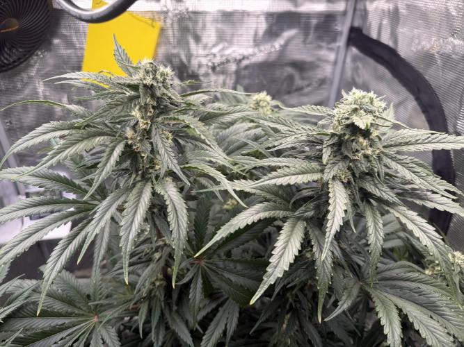 Můj první grow. Week 10 - Lemon Mandarin