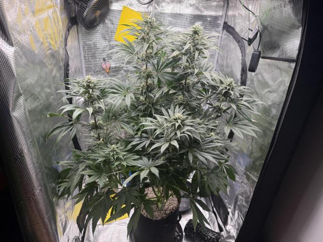Můj první grow. Week 10 - Lemon Mandarin