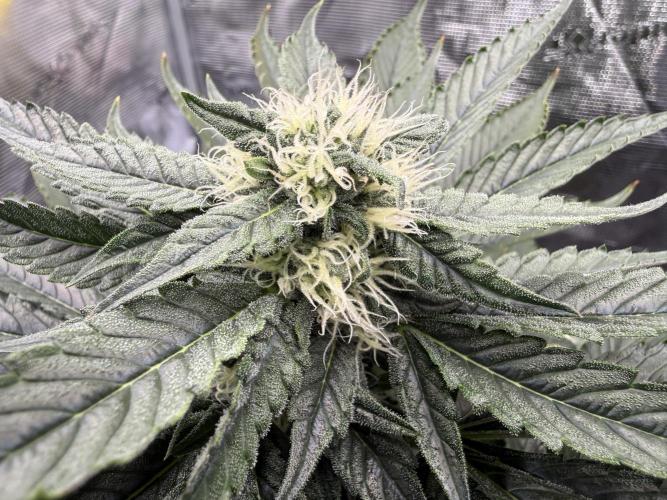Můj první grow. Week 10 - Gorilla melon