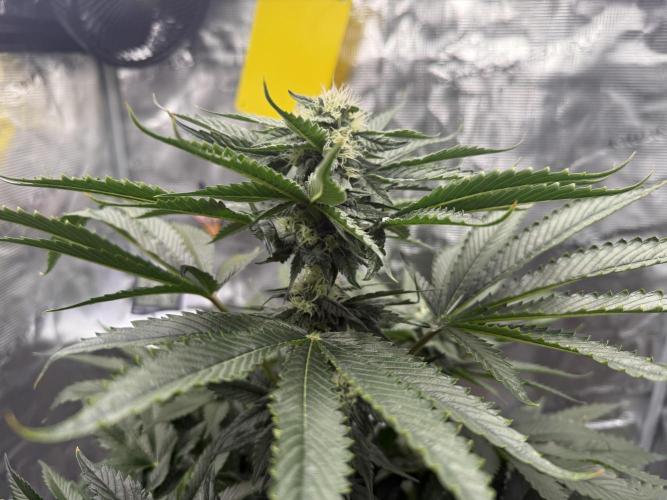 Můj první grow. Week 10 - Gorilla melon