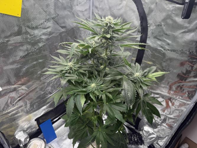 Můj první grow. Week 10 - Gorilla melon