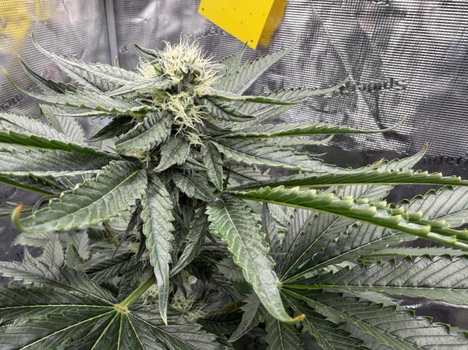 Můj první grow. Week 10 - Gorilla melon