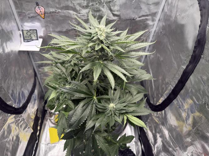 Můj první grow. Week 10 - Gorilla melon