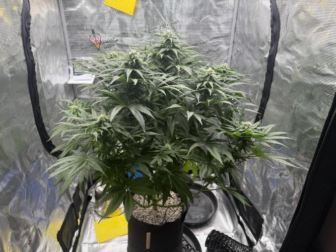 Můj první grow. Week 10 - GG4