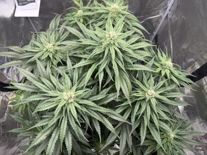 Můj první grow. Week 10 - GG4