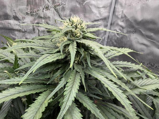 Můj první grow. Week 10 - GG4