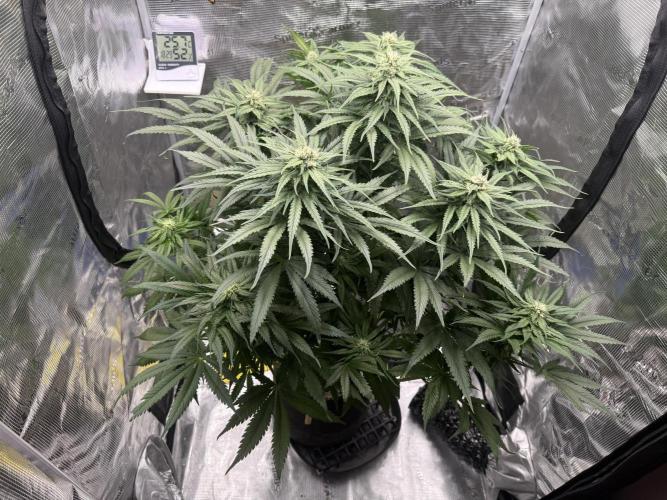 Můj první grow. Week 10 - GG4