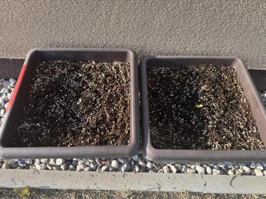 2. Auto outdoor. Week 1