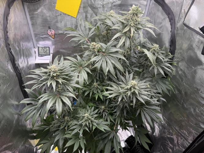 1. grow. Week 11 - Lemon Mandarin