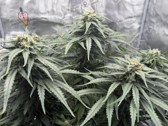 1. grow. Week 11 - GG4