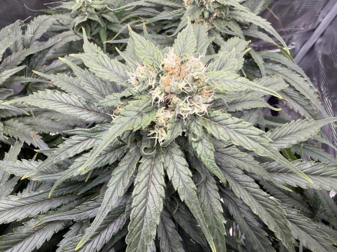 1. grow. Week 11 - GG4