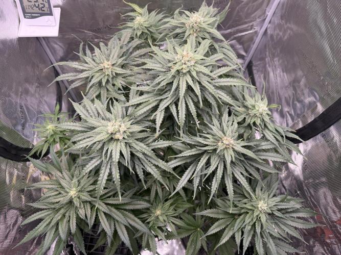 1. grow. Week 11 - GG4