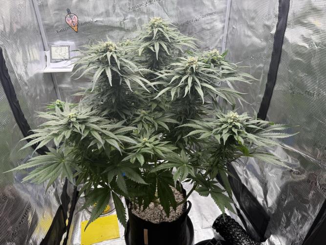 1. grow. Week 11 - GG4