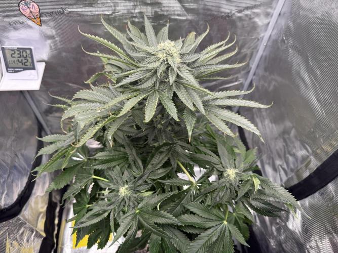 1. grow. Week 11 - Gorilla melon