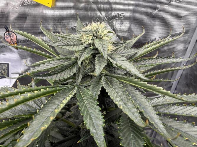 1. grow. Week 11 - Gorilla melon