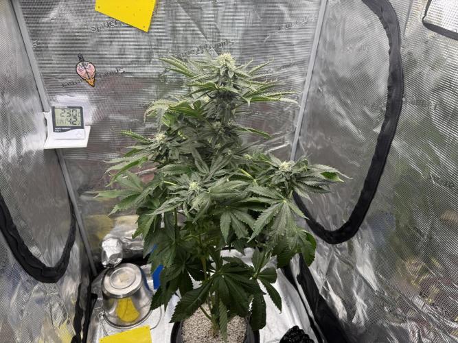 1. grow. Week 11 - Gorilla melon
