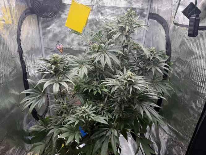 1. grow. Week 11 - Gorilla melon