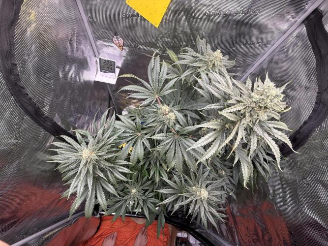 1. grow. Week 11 - Lemon Mandarin
