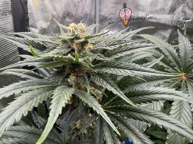 1. grow. Week 11 - Lemon Mandarin