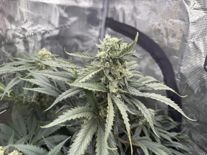 1. grow. Week 11 - Lemon Mandarin