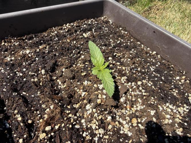 2. Auto outdoor. Week 2 - Lemon cherry cookies auto