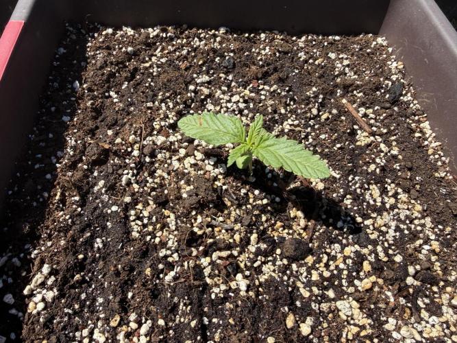 2. Auto outdoor. Week 2 - Frostbanger auto F4