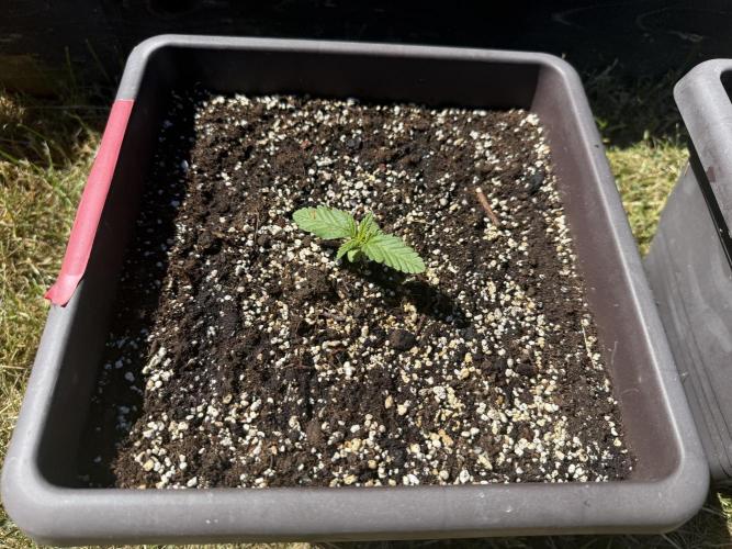 2. Auto outdoor. Week 2 - Frostbanger auto F4