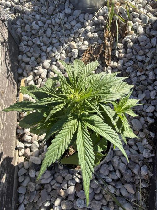 1. outdoor Tropicana cookies auto. Week 6