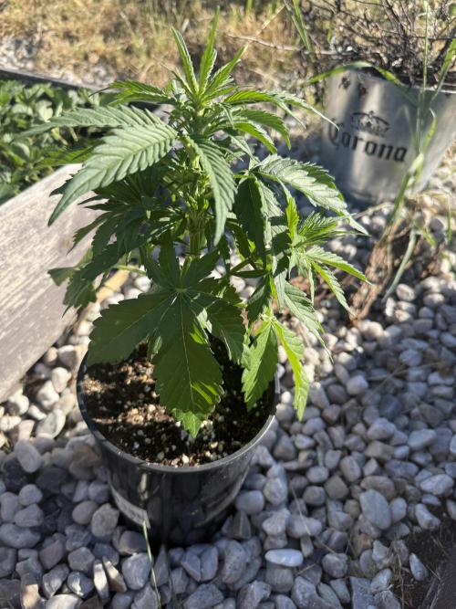1. outdoor Tropicana cookies auto. Week 6