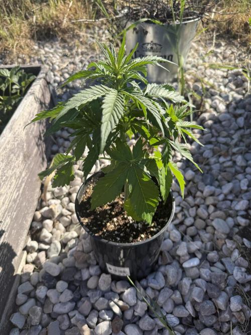Tropicana Cookies Auto. Week 6