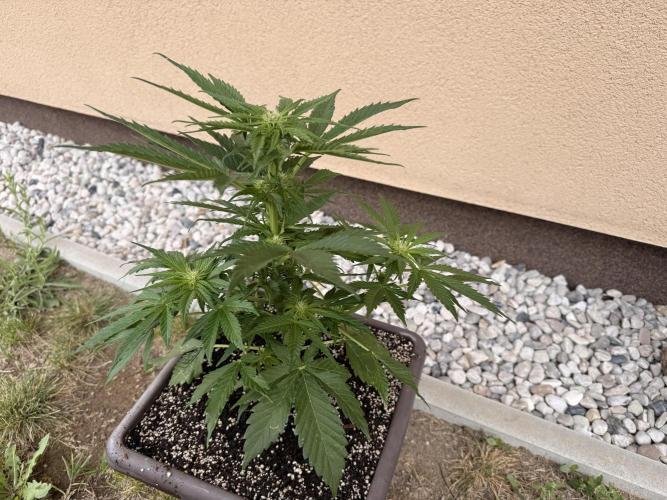 1. outdoor Tropicana cookies auto. Week 7