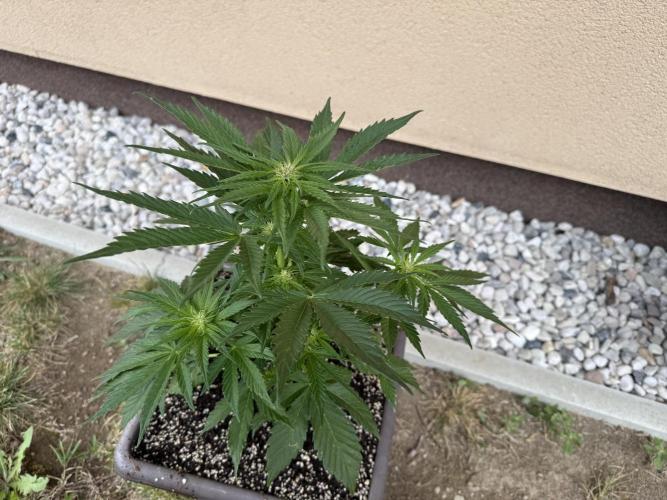 1. outdoor Tropicana cookies auto. Week 7