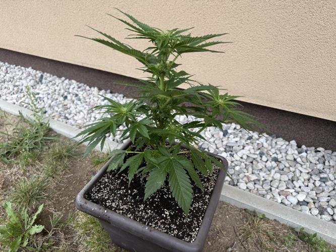 Tropicana Cookies Auto. Week 7