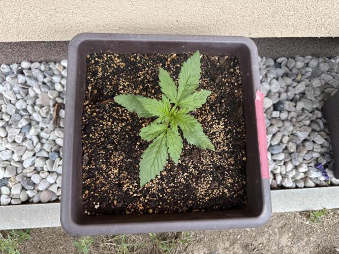 2. Auto outdoor. Week 3 - Frostbanger