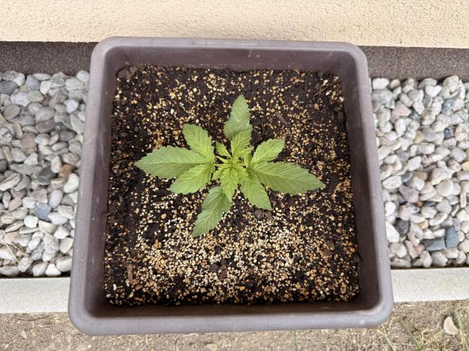2. Auto outdoor. Week 3 - Lemon cherry