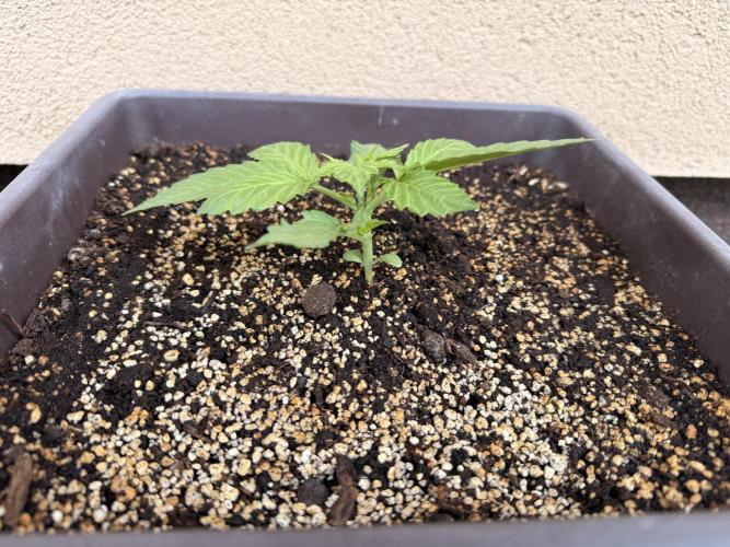2. Auto outdoor. Week 3 - Lemon cherry
