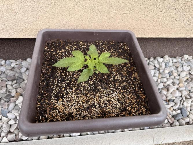 2. Auto outdoor. Week 3 - Lemon cherry
